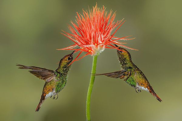Jones, Adam 아티스트의 Pair of Coppery Headed Emerald hummingbirds feeding on flower-Costa Rica작품입니다.